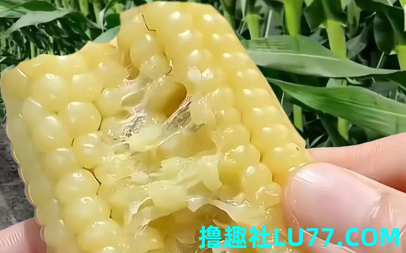 梦见落玉米 梦见落玉米