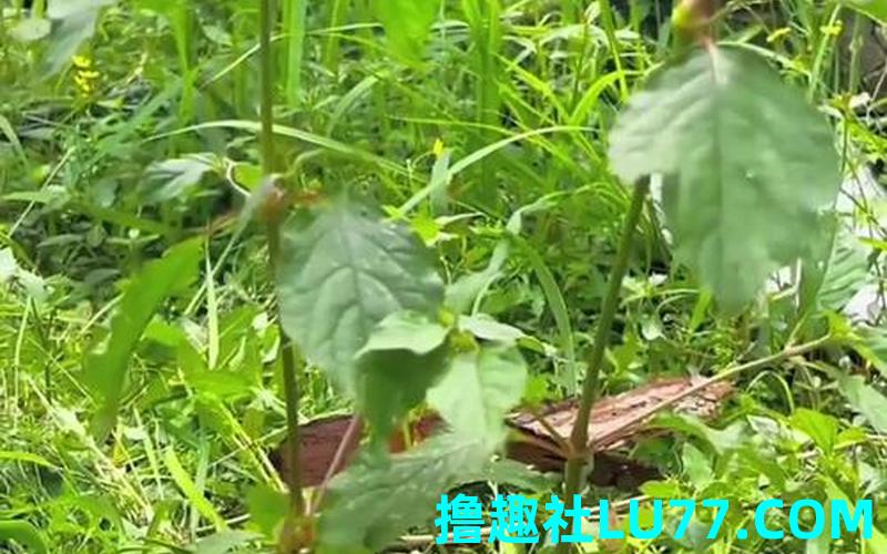 梦见蒿 梦见蒿