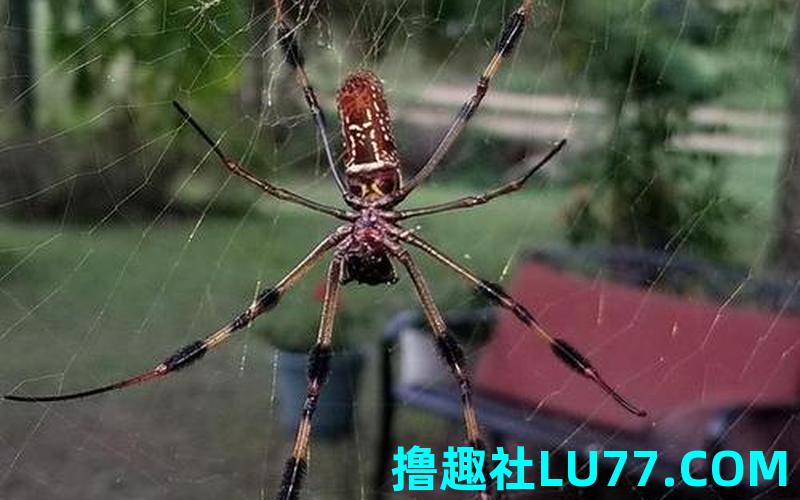 梦见蜘蛛 梦见蜘蛛