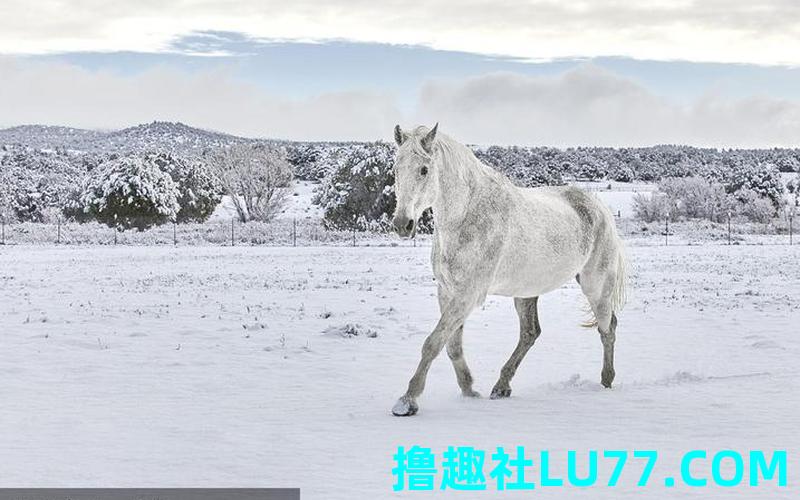 梦见雪梦见很瘦的马