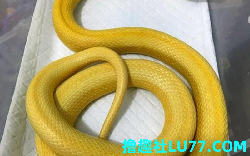 梦见金黄色蛇 梦见金黄色蛇