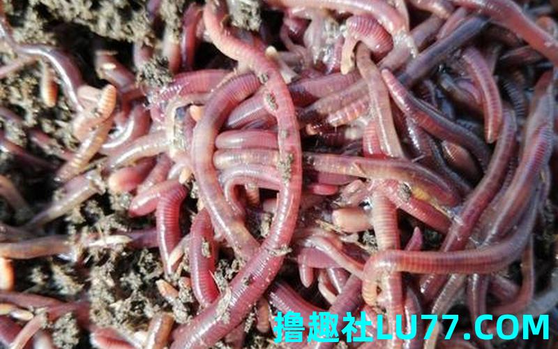 梦见蚯蚓是什么意思