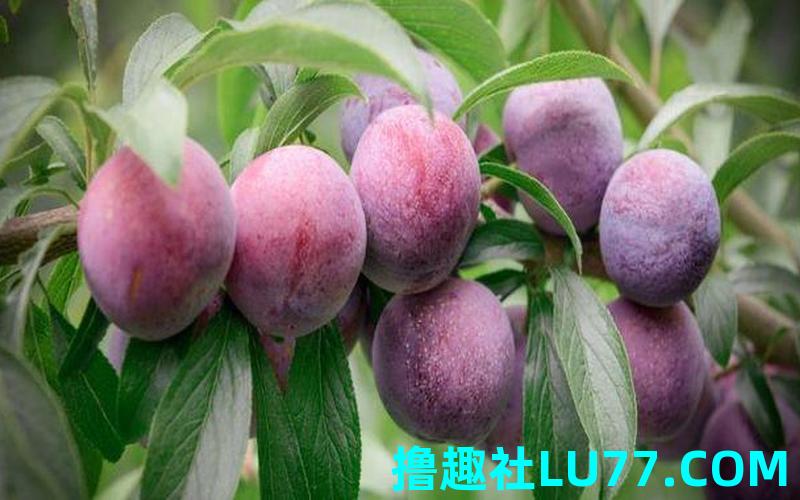 梦见李子是什么意思