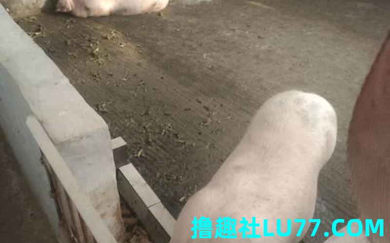 梦见猪下猪仔 梦见猪下猪仔