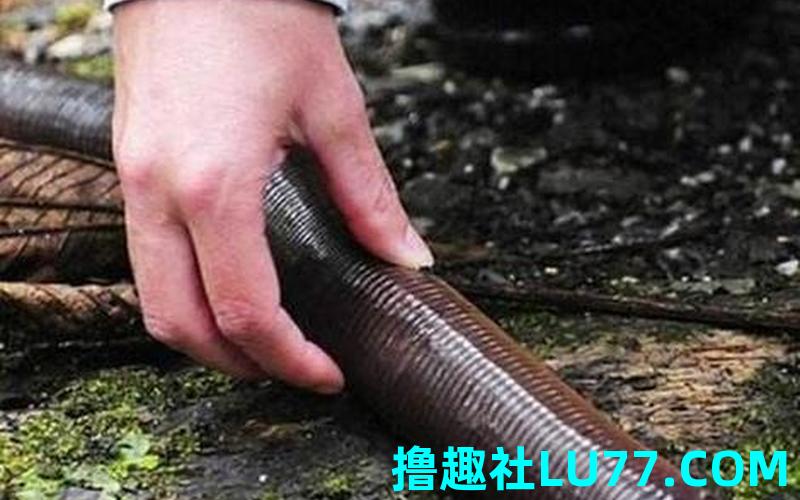 梦见蚯