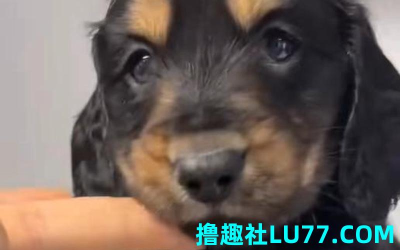 梦见人生狗仔