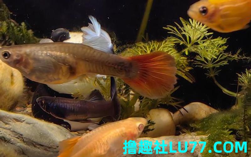 孕妇梦见 鱼