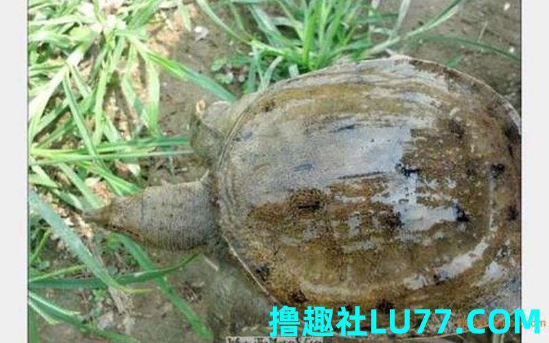梦见自己捉了好多甲鱼 梦见自己捉了好多甲鱼