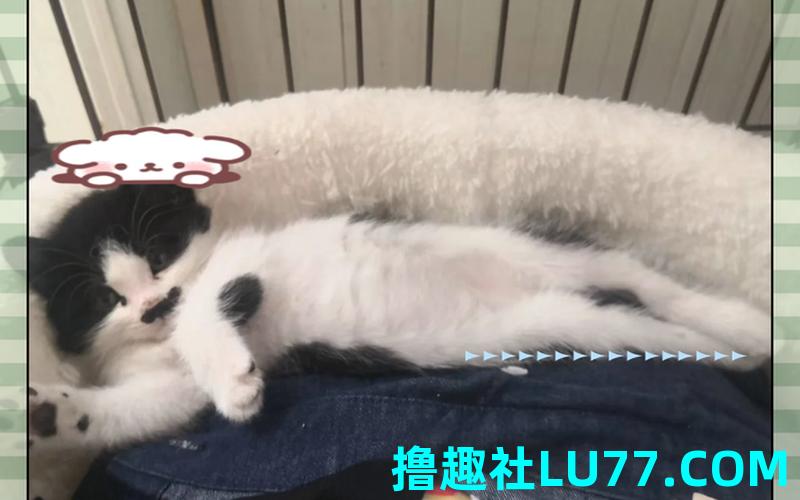 梦见自己打死猫 梦见自己打死猫