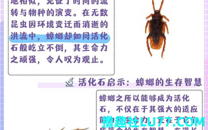 梦见蟑螂虫子 梦见蟑螂虫子