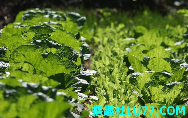 梦见自菜