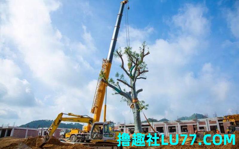 梦见移栽小树 梦见移栽小树