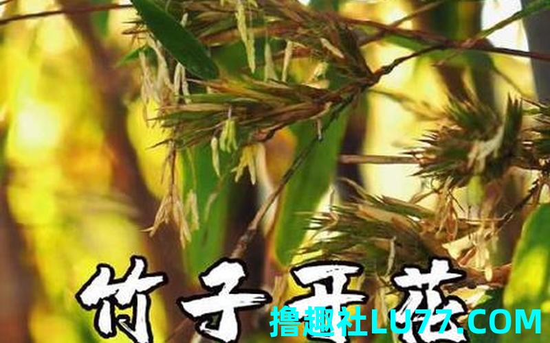 梦见竹子开花是什么意思