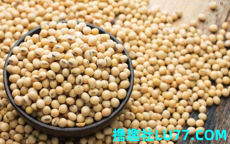 梦见洗黄豆