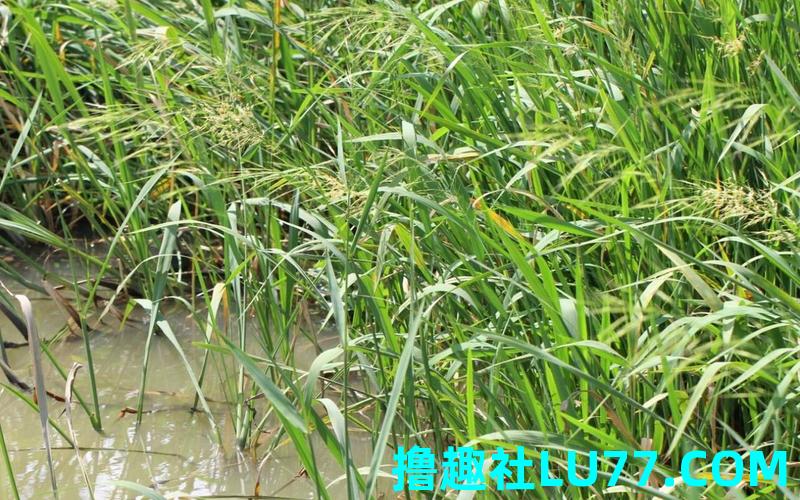 梦见菰 梦见菰