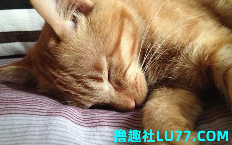 梦见小猫打我 梦见小猫打我
