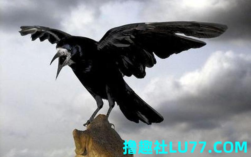 梦见乌鸦捣乱 梦见乌鸦捣乱