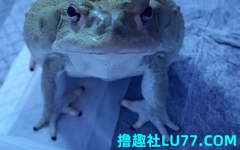 梦见蟾蜍和屎