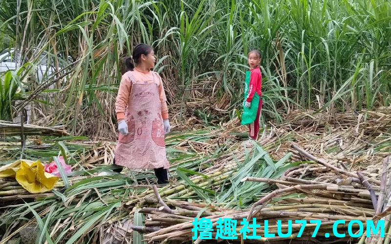 梦见砍甘蔗苗 梦见砍甘蔗苗