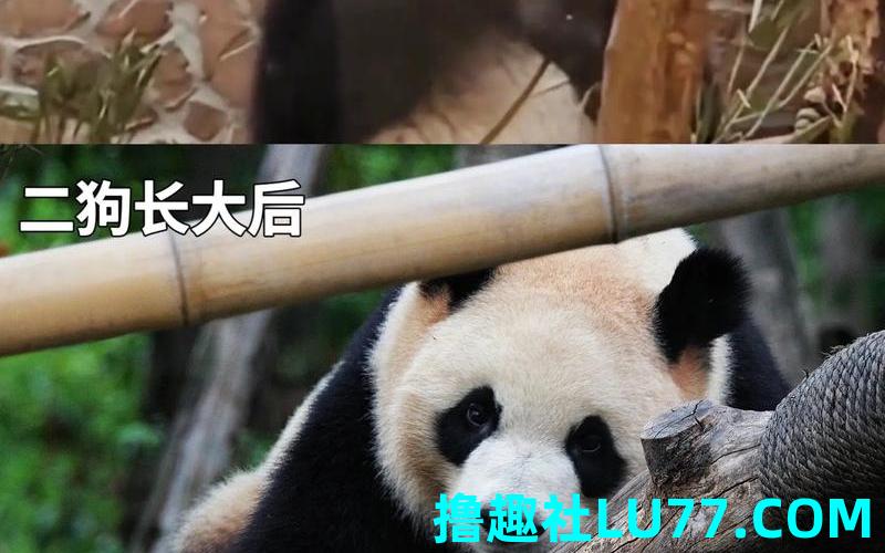 梦见熊猫变狗 梦见熊猫变狗