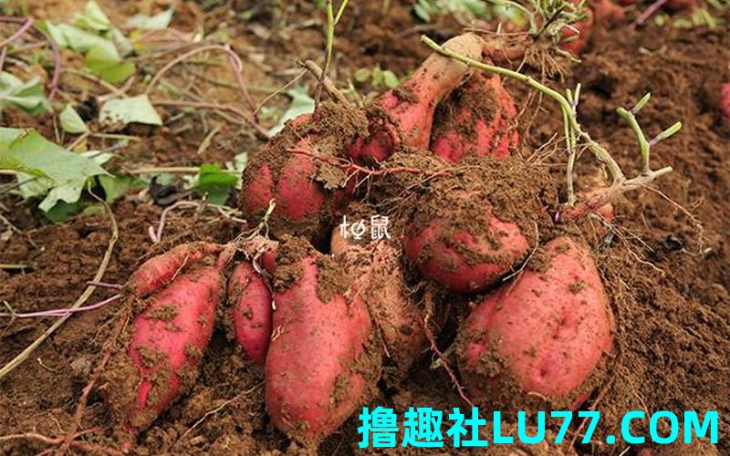 梦见扒红薯是什么意思