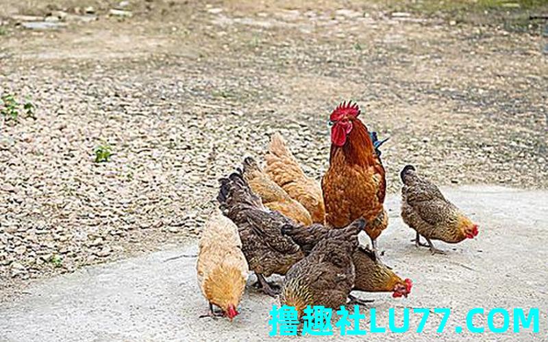 梦见自己给一群鸡喂食 梦见自己给一群鸡喂食
