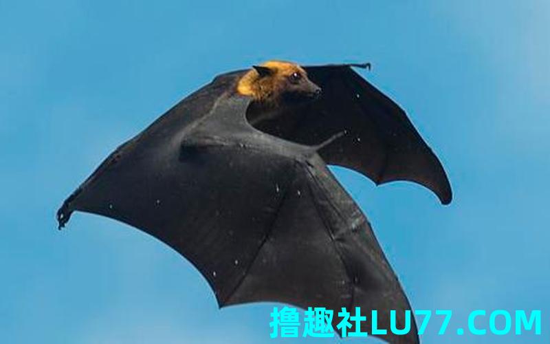 梦见打赶蝙蝠