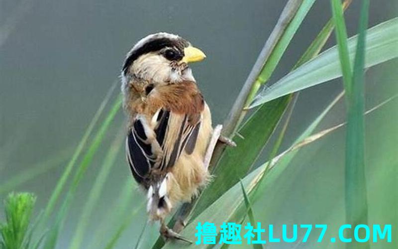 梦见抓鸟抓不到