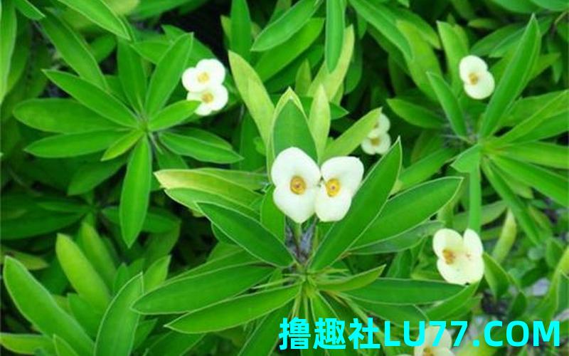 梦见别人送植物给自己 梦见别人送植物给自己