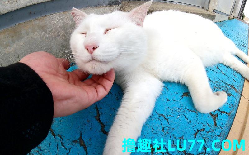 梦见白猫. 梦见白猫.