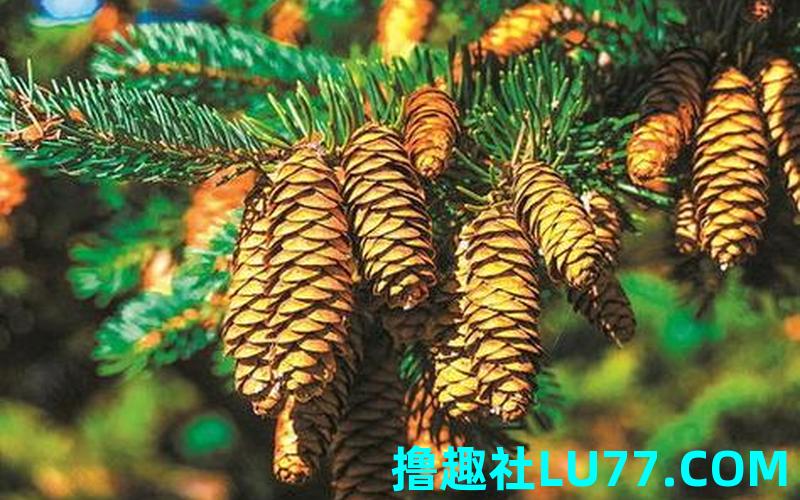 梦见遍地松子