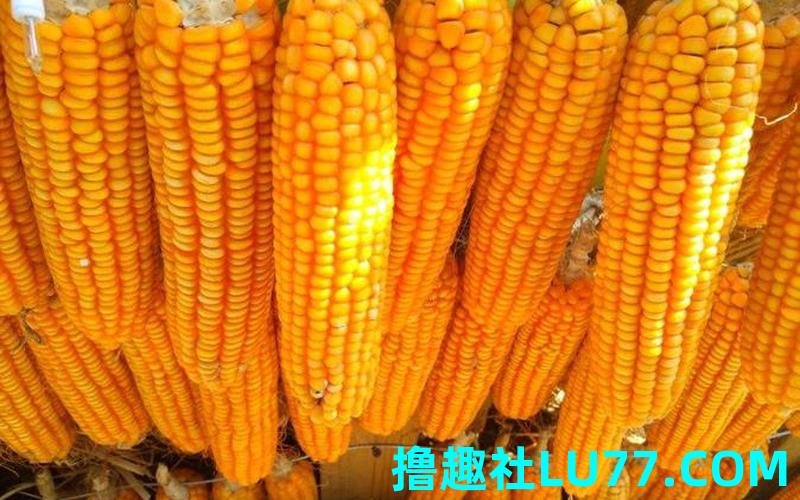 梦见骗玉米 梦见骗玉米