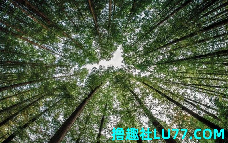 梦见参天木材