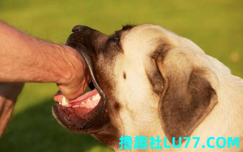 梦见家犬被咬