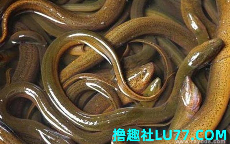 梦见鳝