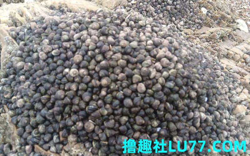 梦见许多许多小石子 梦见许多许多小石子