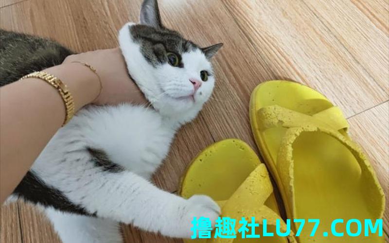 梦见被猫咬鞋 梦见被猫咬鞋