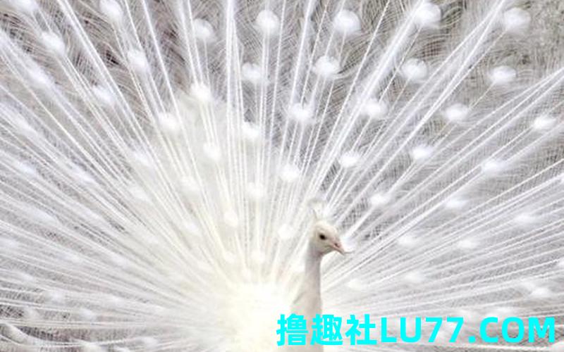 梦见艳