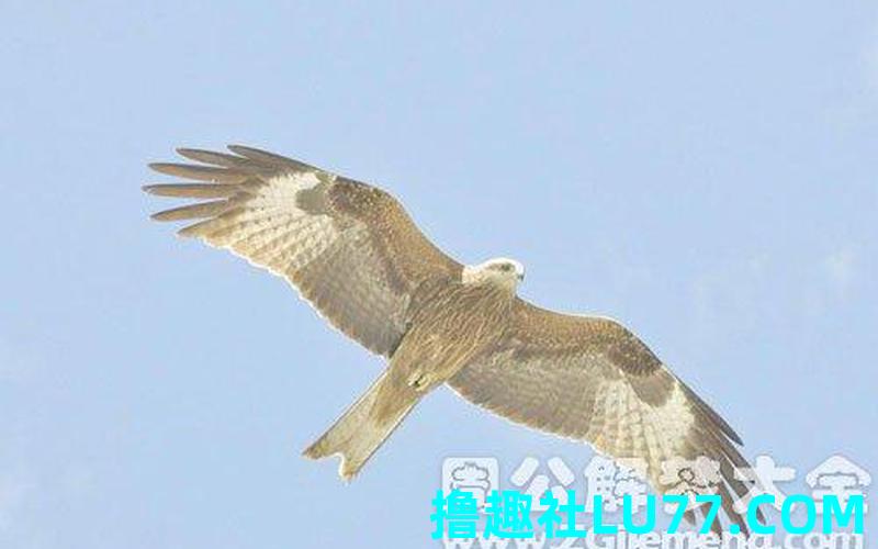 梦见雕落下