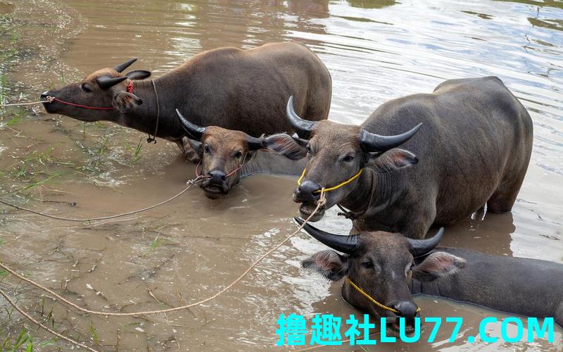 梦见黄牛在水里 梦见黄牛在水里