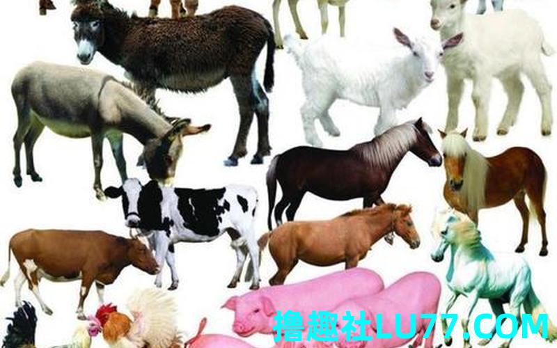 梦见畜 梦见畜