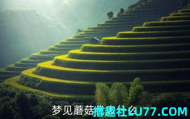 梦见满山的蘑菇