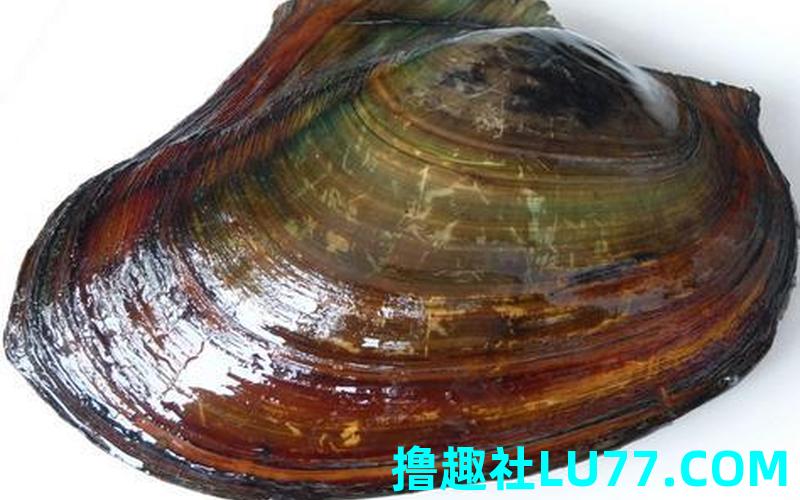 做梦梦见河蚌 做梦梦见河蚌