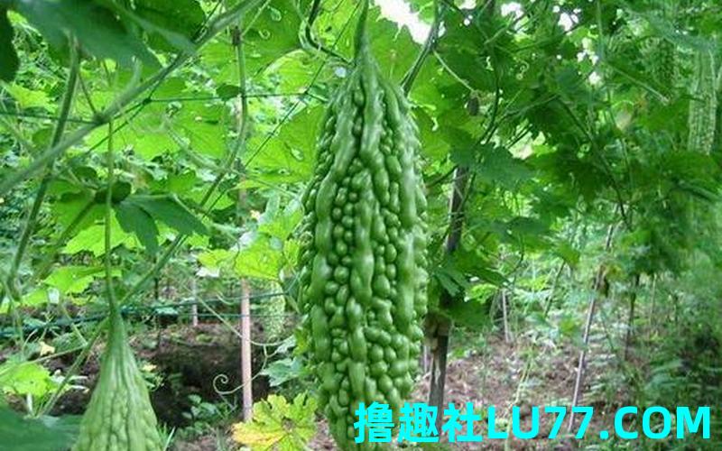 梦见自己栽 梦见自己栽