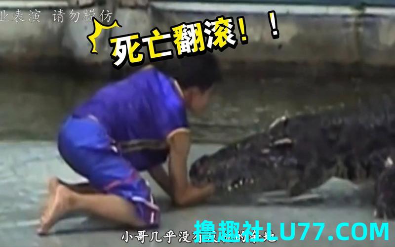 梦见被小鳄鱼咬手