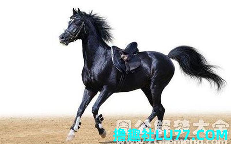 梦见马玩水 梦见马玩水