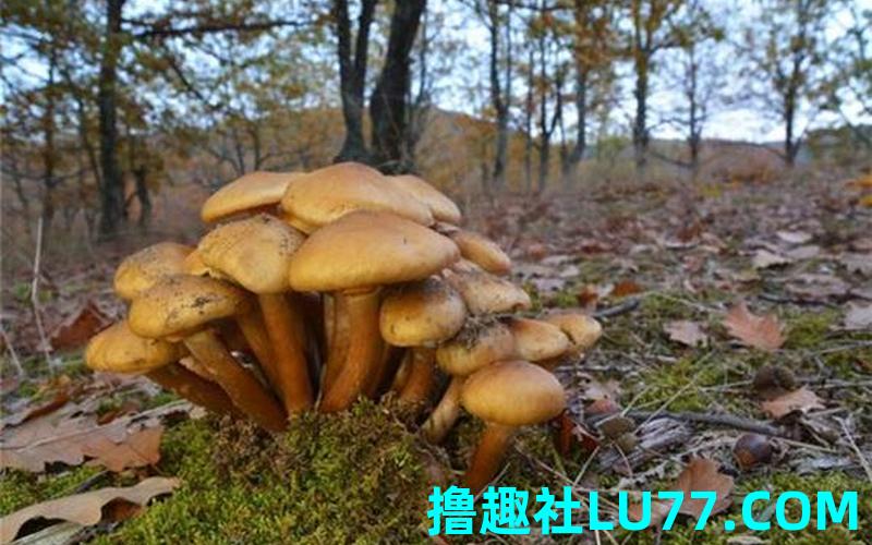 梦见跳墙捡蘑菇 梦见跳墙捡蘑菇