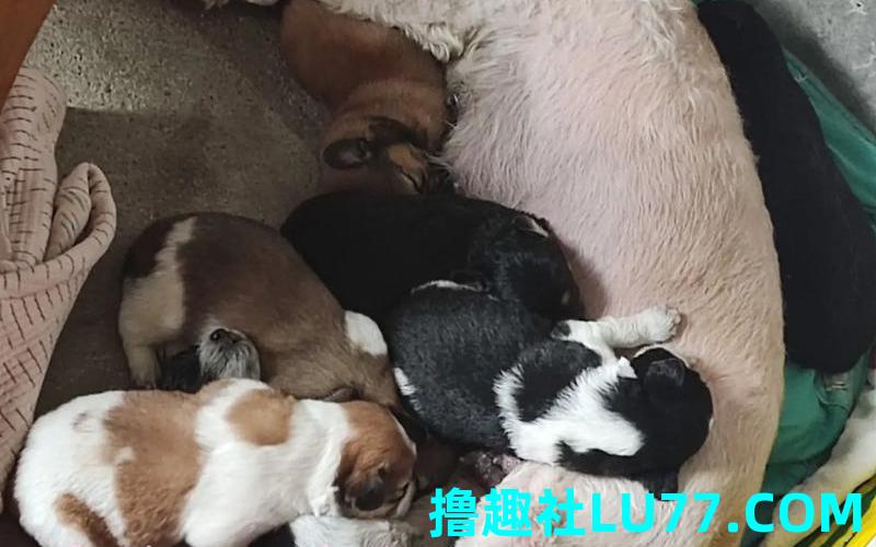 梦见母狗生小狗仔