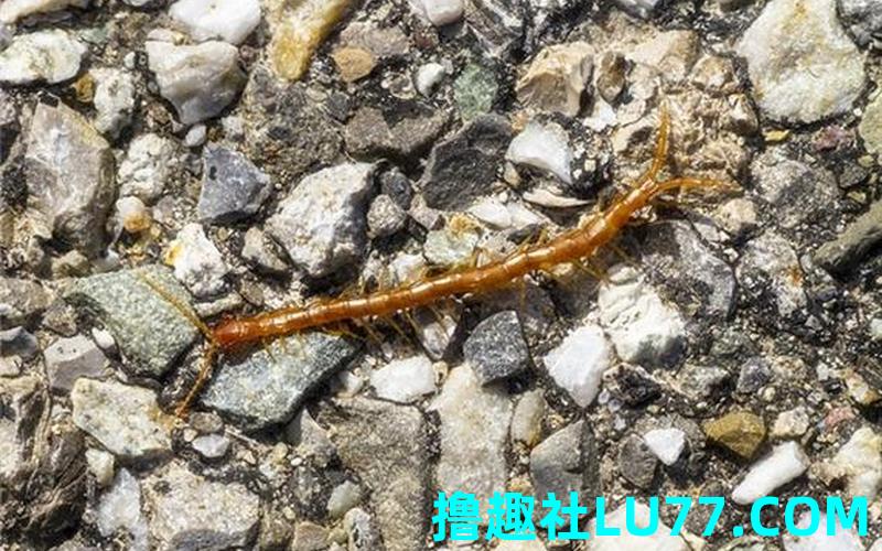 梦见了救蜈蚣 梦见了救蜈蚣
