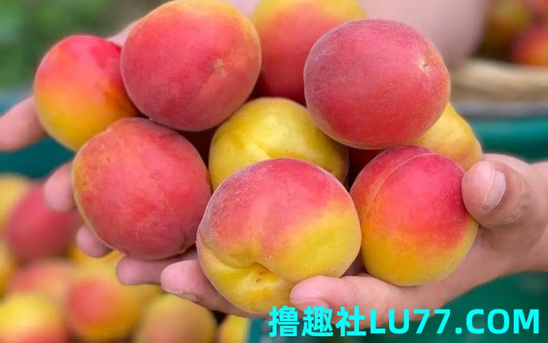 梦见摘吃毛杏